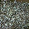 kopyfood 10